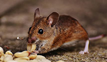 24 Hour & Emergency Exterminators in Osceola, NC